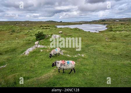 Mouton de couleur typique sur un pré dans le comté de Kerry, République d'Irlande Banque D'Images