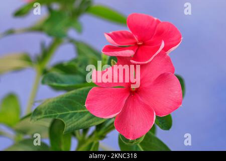 Un gros plan de fleurs de Madagascar Periwinkle rose sur un arrière-plan flou Banque D'Images