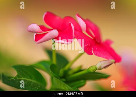 Un gros plan de fleurs de Madagascar Periwinkle rose sur un arrière-plan flou Banque D'Images