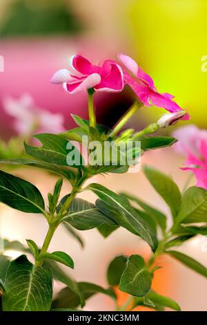 Un gros plan de fleurs de Madagascar Periwinkle rose sur un arrière-plan flou Banque D'Images