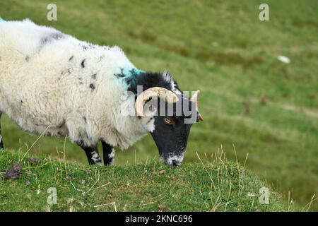 Mouton de couleur typique sur un pré dans le comté de Kerry, République d'Irlande Banque D'Images