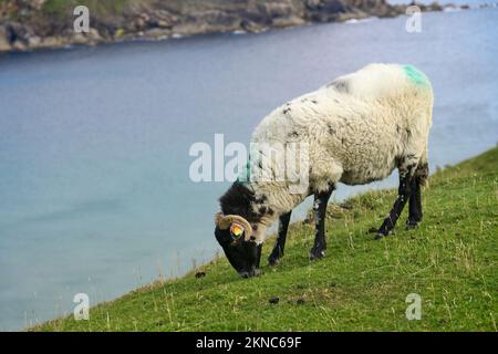 Mouton de couleur typique sur un pré dans le comté de Kerry, République d'Irlande Banque D'Images