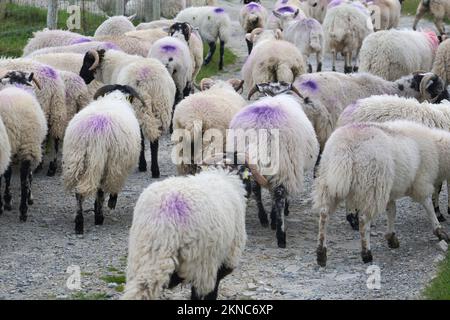 Mouton de couleur typique sur un pré dans le comté de Kerry, République d'Irlande Banque D'Images