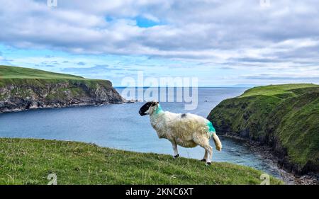 Mouton de couleur typique sur un pré dans le comté de Kerry, République d'Irlande Banque D'Images