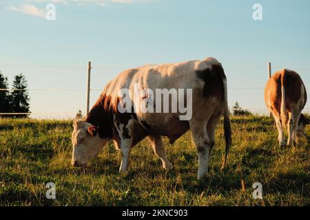 Les vaches Montbéliarde blanches (Bos taurus) aux motifs bruns qui bissent dans le pâturage Banque D'Images