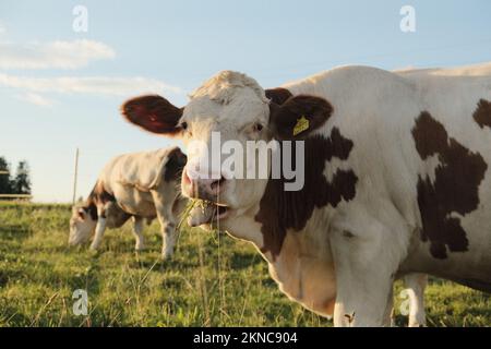 Un foyer sélectif d'une vache Montbéliarde blanche (Bos taurus) avec des motifs bruns qui broutage dans le pâturage Banque D'Images