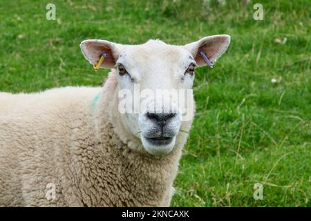 Mouton de couleur typique sur un pré dans le comté de Kerry, République d'Irlande Banque D'Images