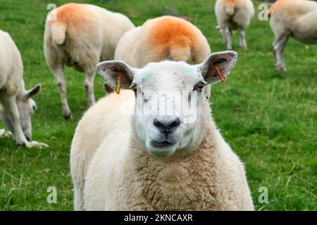 Mouton de couleur typique sur un pré dans le comté de Kerry, République d'Irlande Banque D'Images