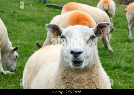 Mouton de couleur typique sur un pré dans le comté de Kerry, République d'Irlande Banque D'Images