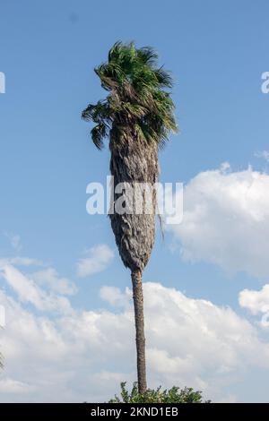 Un grand arbre robusta Washingtonia, connu sous le nom commun de palmier mexicain, washingtonia mexicain, ou Skyduster, photographié à Mutare City, Zimbabwe Banque D'Images