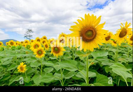 Belle fleur de tournesol floraison dans le champ de tournesols. Attractions touristiques populaires de la province de Lopuri. champ de fleurs en hiver Banque D'Images