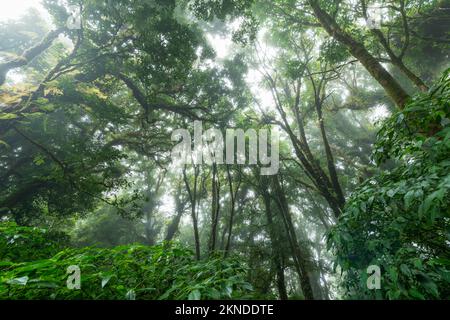 Belle forêt tropicale ou forêt montagneuse sur le sentier de la nature de l'ang ka dans le parc national de Doi inthanon, Thaïlande, Voyage nature concept Banque D'Images