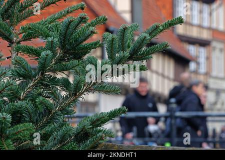 27 novembre 2022, Saxe-Anhalt, Quedlinburg: Des sapins décorent la ville de l'Avent à Quedlinburg. Quedlinburg a de nouveau attiré des milliers de visiteurs dans la ville le premier week-end de l'Avent avec son événement "Avent in den Höfen". Chaque année, Quedlinburg se transforme en ville de Noël à la fin de l'année. Plus de 20 maisons historiques à colombages ouvrent ensuite leurs portes et donnent aux visiteurs un aperçu de leurs cours médiévales. Vous pouvez visiter l'« Avent in den Höfen » à Quedlinburg les premier, deuxième et troisième week-ends de l'Avent. Mais aussi le marché de Noël et le calendrier de l'Avent a Banque D'Images