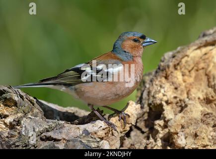 Le chaffin commun mâle (fringilla coelebs) pose sur une souche sèche pendant la saison de reproduction Banque D'Images