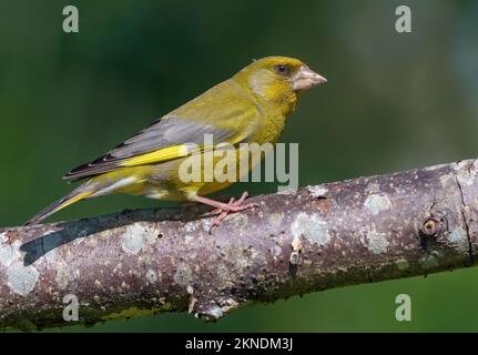 Mâle européen Greenfinch (chloris chloris) assis sur une vieille branche sèche avec un fond vert propre Banque D'Images