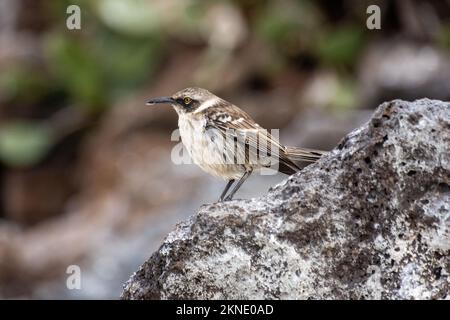 Un Galapagos Mockingbird (mimus parvulus), perché sur un rocher de l'île d'Isla Genovesa dans les Galapagos, Equateur. Banque D'Images