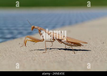 Gros plan d'une mantis sur une surface en béton dans une ville. Banque D'Images