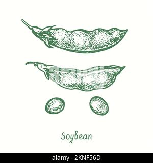 Soja (Glycine max), gousse fermée et ouverte, grains. Dessin d'une feuille de bois noir et blanc Banque D'Images