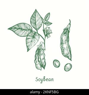 Graine de soja (Glycine max), gousse fermée et ouverte, grains. Dessin d'une feuille de bois noir et blanc Banque D'Images