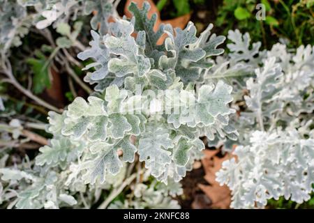 Petites feuilles de Jacobaea maritima plantes connues sous le nom de Senecio cineraria ou ragwort d'argent dans un jardin dans un beau jour d'automne, beau dos floral extérieur Banque D'Images