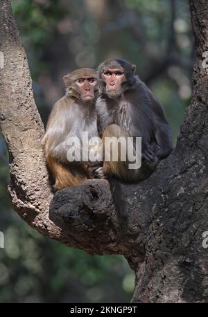 Rhésus Macaque (Macaca mulatta) deux assis dans un arbre, un avec des yeux non appariés Katmandou, Népal Février Banque D'Images