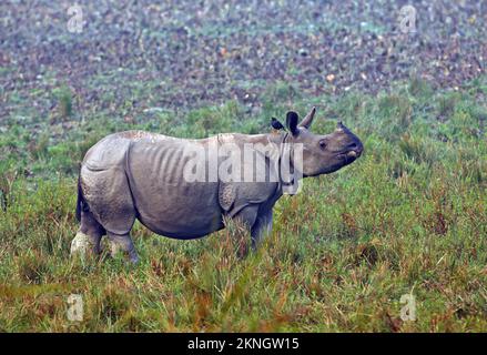 Rhinocéros indiens (Rhinoceros unicornis) adulte debout dans les prairies avec Jungle Myna (Acridotheres fuscus) sur le dos et beaucoup de déjections d'oiseaux Kazira Banque D'Images