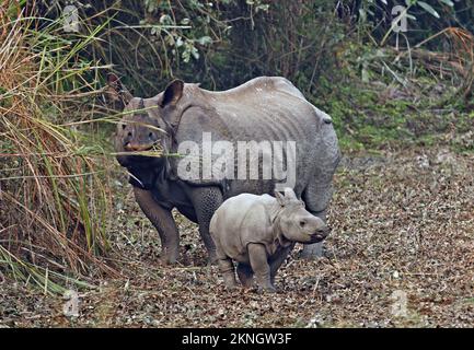 Rhinoceros indien (Rhinoceros unicornis) adulte femelle se nourrissant du PN de Kaziranga de veau, Assam, Inde Janvier Banque D'Images