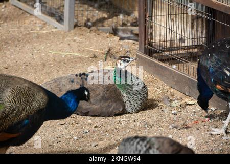 Un paon avec plumage vert assis sur le sol d'une ferme par temps ensoleillé Banque D'Images
