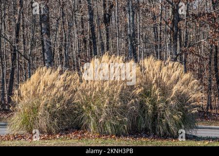 Trois grandes espèces d'herbe à silvergrass poussant sous forme de brousse dans un groupe offrant le criblage le long du bord de la route avec de grands panaches lors d'une journée ensoleillée en début de victoire Banque D'Images