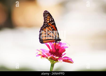 Monarch papillon atterrissage sur le rouge-rose zinnia sur fond flou bokeh Banque D'Images
