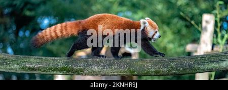 Un panda rouge, Ailurus fulgens, marchant sur une branche Banque D'Images