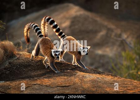 Lemur à queue annulaire - Lemur catta Grand primate de strepsirrhine avec longue queue annelée noire et blanche, endémique à Madagascar et en voie de disparition, à Malgache Banque D'Images