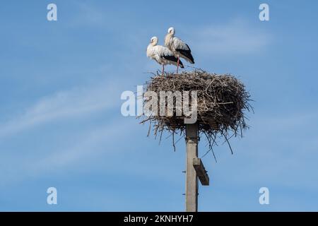 Ciconie blanche, Ciconia ciconia, nid, Estany d'Ivars, Ivars d'Urgell, Catalogne, Espagne Banque D'Images