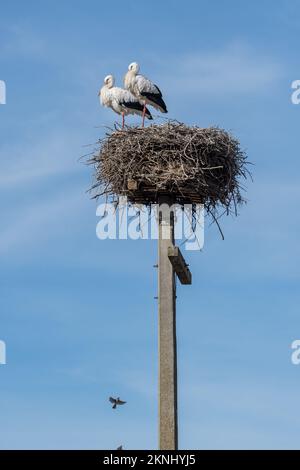 Ciconie blanche, Ciconia ciconia, nid, Estany d'Ivars, Ivars d'Urgell, Catalogne, Espagne Banque D'Images