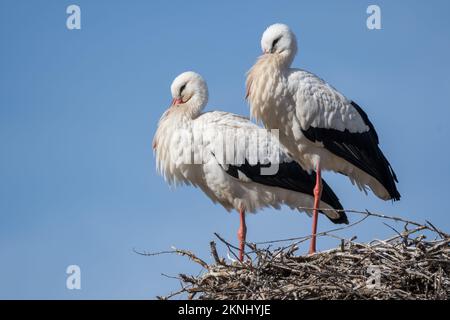 Ciconie blanche, Ciconia ciconia, nid, Estany d'Ivars, Ivars d'Urgell, Catalogne, Espagne Banque D'Images