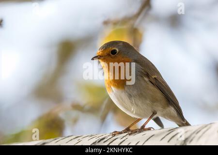 Robin européen, erithacus rubecula, sur une succursale, Estany d'Ivars, Ivars d'Urgell, Catalogne, Espagne Banque D'Images