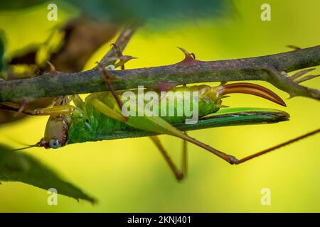 Vue en profil d'un beau Meadow Katydid (Orchilimum pulchellum) accroché à une tige épineuse. Raleigh, Caroline du Nord. Banque D'Images