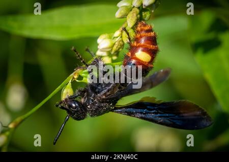 Vue latérale d'une guêpe scoliide à deux points (scolia dubia ssp. dubia). Raleigh, Caroline du Nord. Banque D'Images