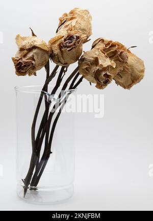 bouquet de roses séchées dans un pot en verre sur fond blanc Banque D'Images