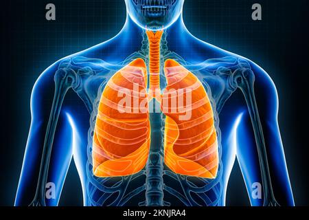 Vue avant ou antérieure des poumons et de la trachée 3D, illustration du rendu sur fond bleu. Organes du système de respirants humains, anatomie, médecine, science Banque D'Images