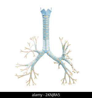 Arbre bronchique précis avec trachée et cartilage thyroïdien 3D illustration du rendu sur fond blanc. Diagramme anatomique ou graphique du bro vide Banque D'Images