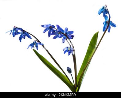 Ladona ou fleur de ladock de ladoon, Squicks Scilla Scilloideae asperges, belle fleur de printemps bleue isolée sur fond blanc Banque D'Images