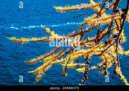 Aiguilles jaunes d'un mélèze avec l'eau bleu profond d'un lac comme fond Banque D'Images