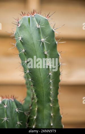 Le tronc gras vert de certains cactus cereus avec ses pointes tranchantes à côté de quelques planches en bois non vernies Banque D'Images