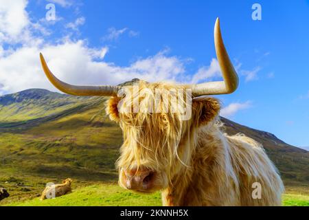 Vue sur une vache des Highlands dans l'île de Skye, Inner Hebrides, Écosse, Royaume-Uni Banque D'Images