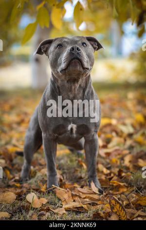 Portrait vertical de Blue Staffy dans le parc d'automne. Musculent English Staffordshire Bull Terrier est à l'extérieur pendant la saison d'automne. Banque D'Images