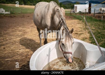 L'eau potable de cheval arabe blanc de l'ancienne baignoire en plastique à la ferme, gros plan grand détail Banque D'Images