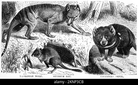 Gravure de marsupiaux australiennes, du diable de Tasmanie, du loup de Tasmanie et de l'opossum Rat, vers 1880 Banque D'Images