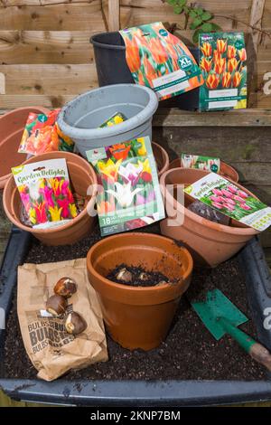 Plantation de bulbes de tulipes dans des pots. Banque D'Images