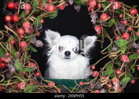 Joli Chihuahua aux cheveux longs dans une couronne de Noël colorée. Thé en cheveu Chihuahua entouré d'une décoration de Noël. Banque D'Images